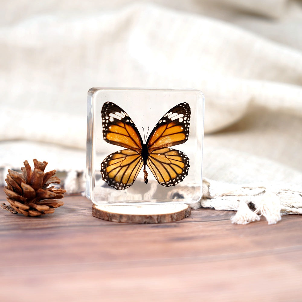 Wholesale Epoxy Butterfly Spreading Wings Resin Specimen