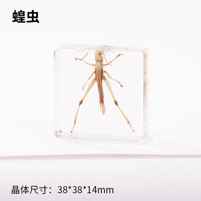 Wholesale Real Insect Specimen Resin Crafts Small Ornaments