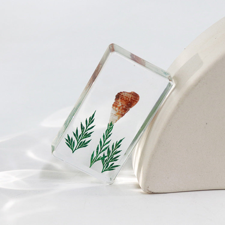 Wholesale 6pcs Real Conch Specimen Crafts Resin Ornaments