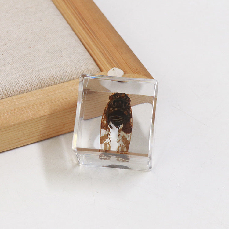 Wholesale 6pcs 4cm Cube Insect Resin HD Transparent Resin Ornaments