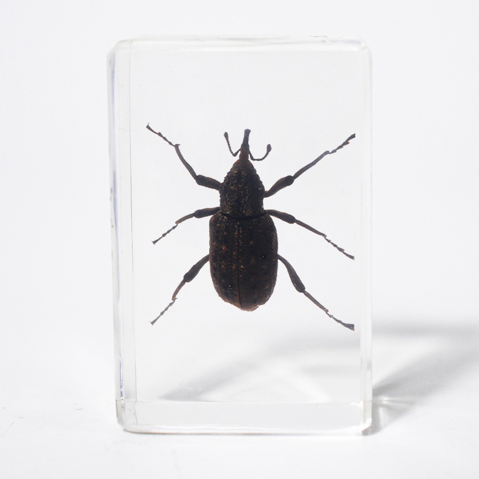 Wholesale Crystal Glue Real Insect Specimen Ornaments