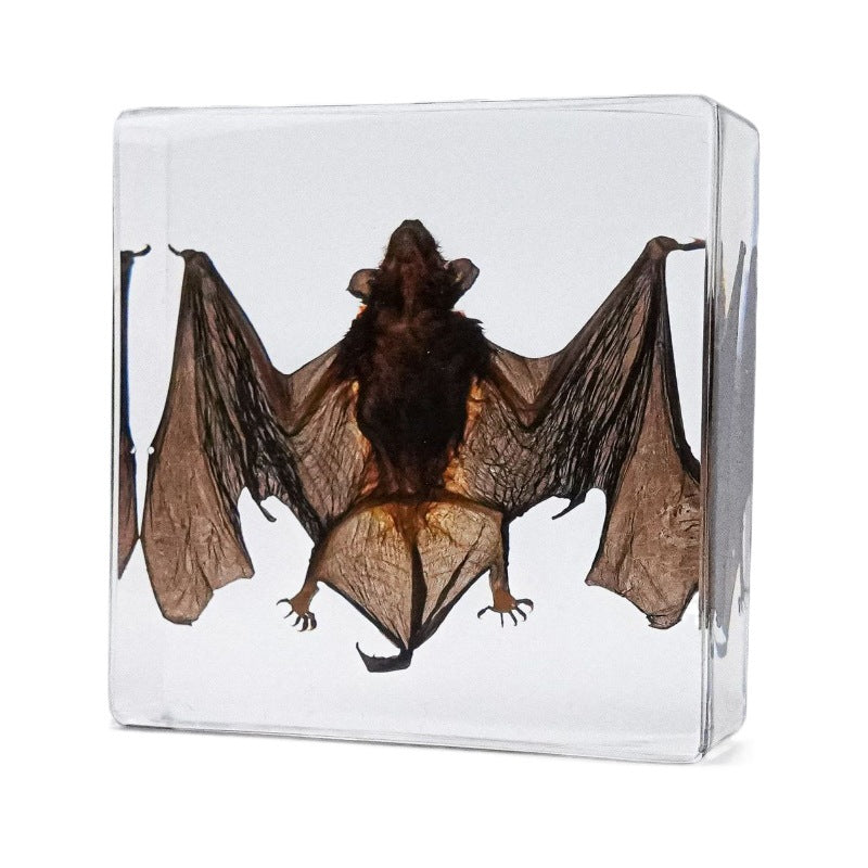 Wholesale Bat Specimen Resin Crafts Ornaments