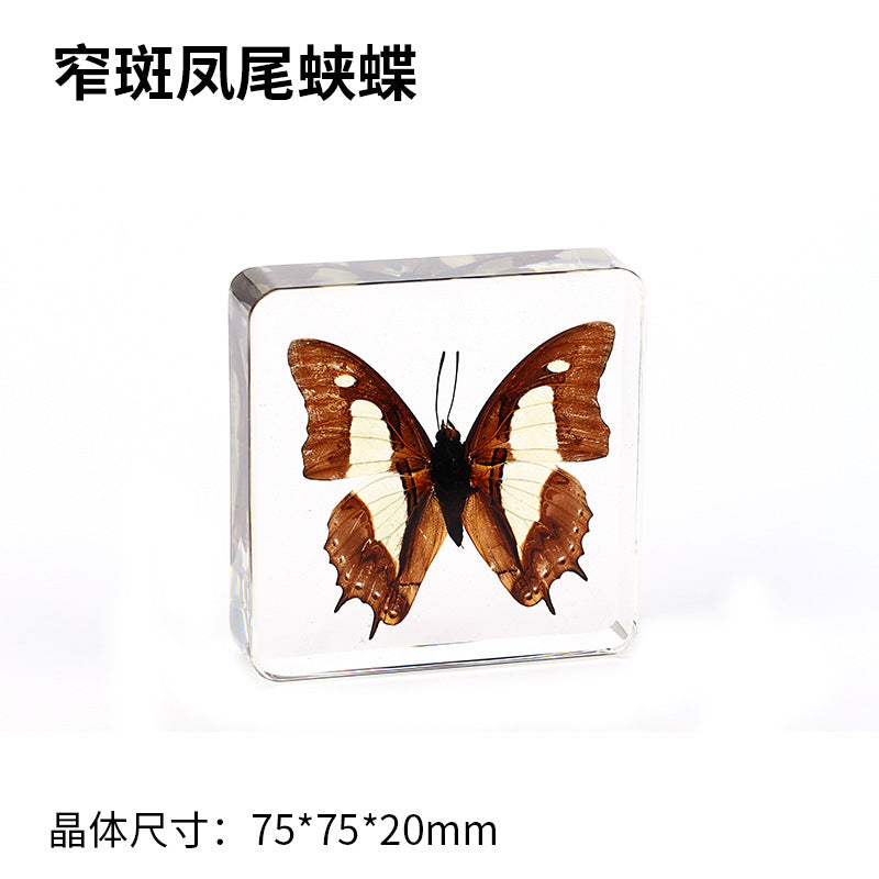 Wholesale Epoxy Butterfly Spreading Wings Resin Specimen