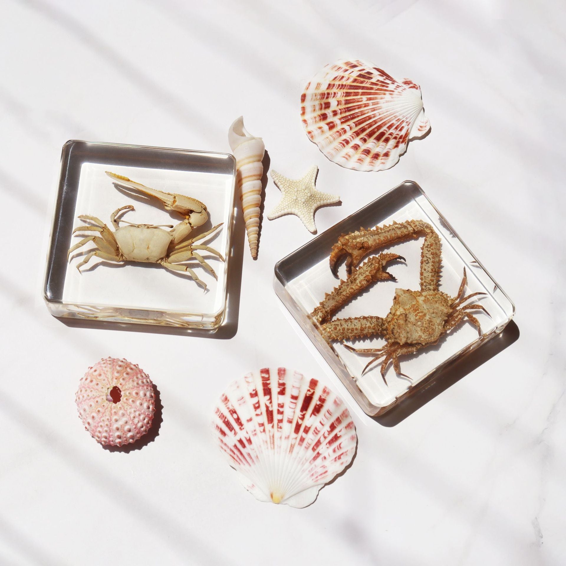 Wholesale Ocean Transparent Drop Glue Real Octopus Shell Specimen Ornaments