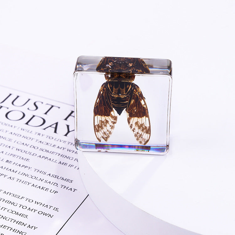 Wholesale 6pcs Square Resin Insect Animal Specimen Amber Craft Ornaments