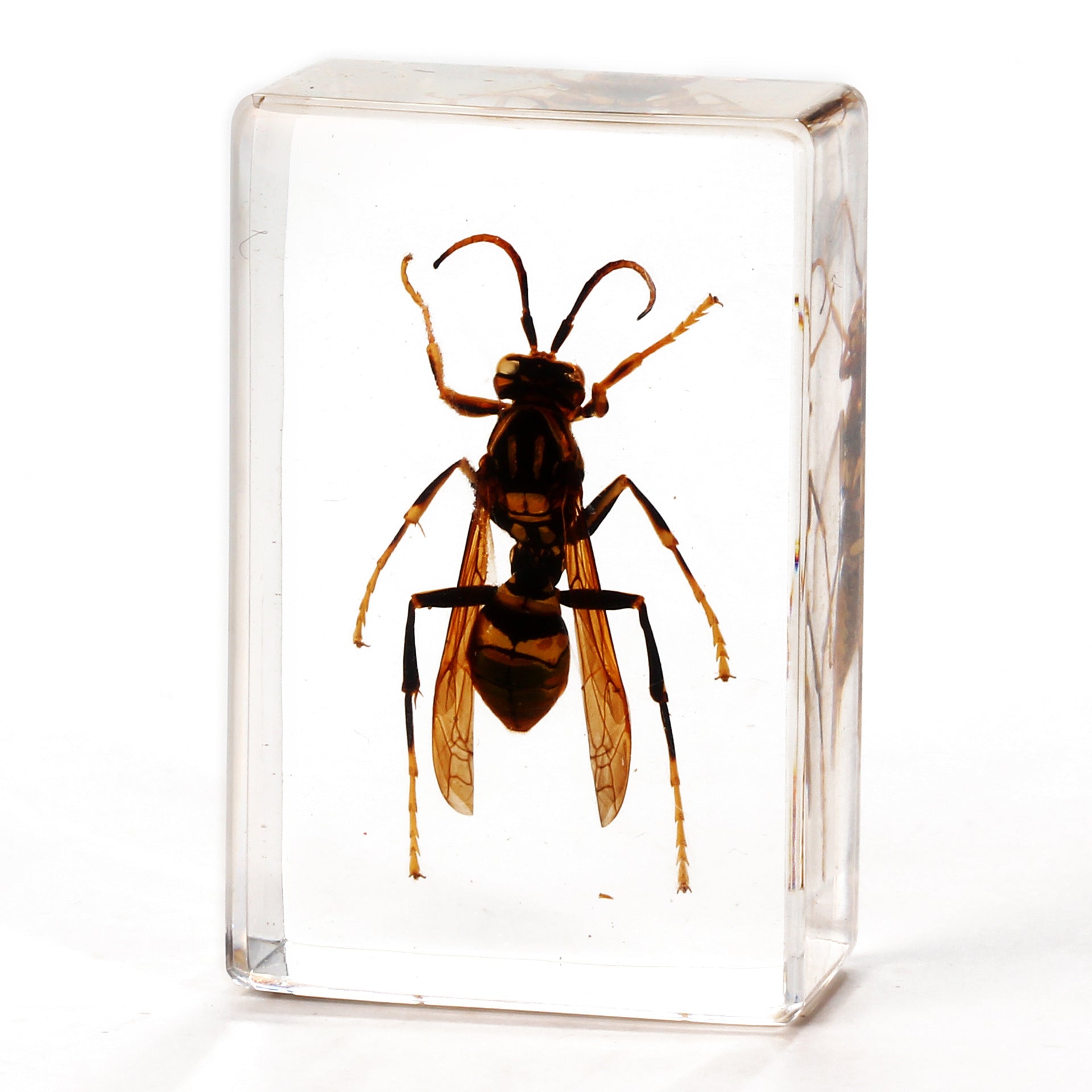 Wholesale Crystal Glue Real Insect Specimen Ornaments