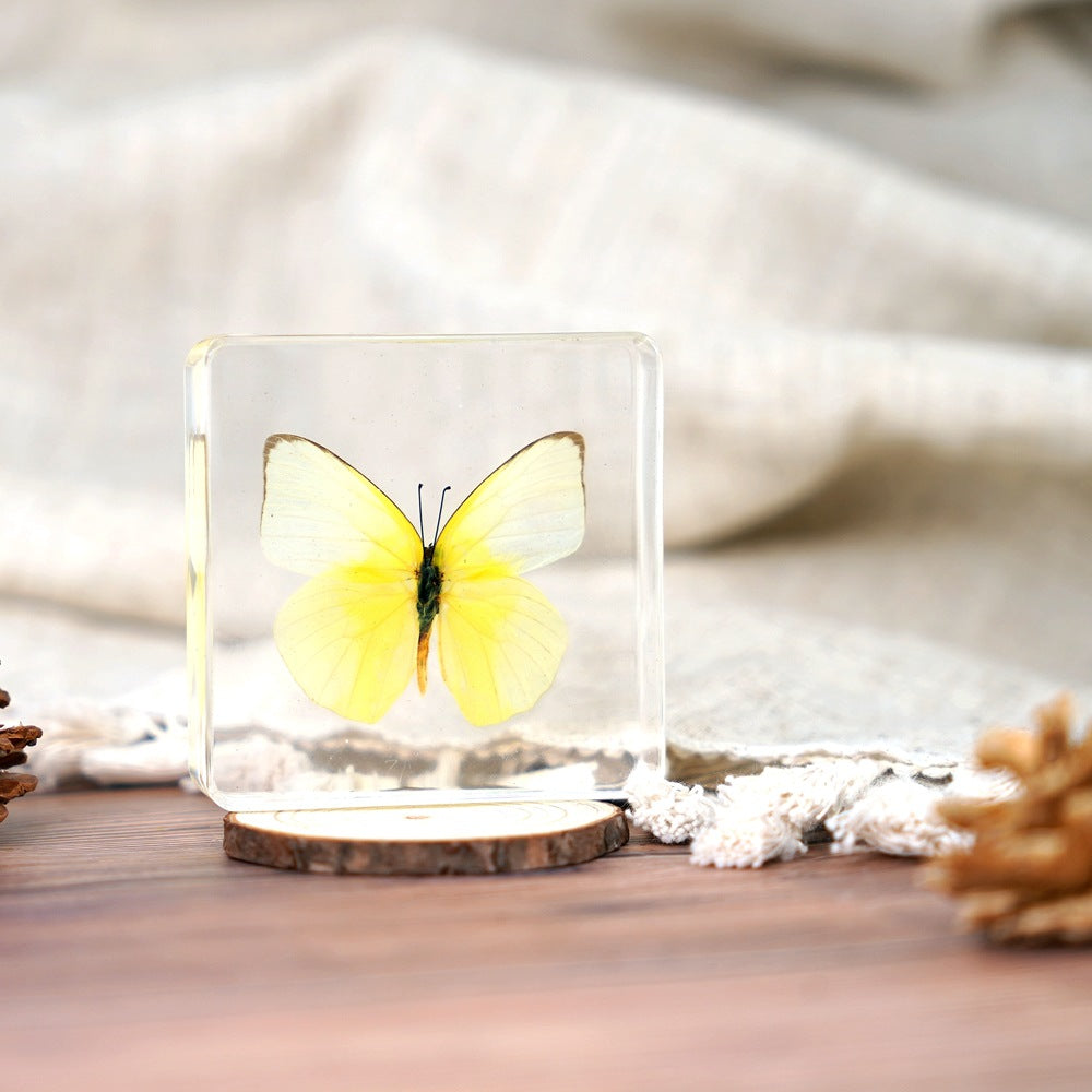Wholesale Epoxy Butterfly Spreading Wings Resin Specimen