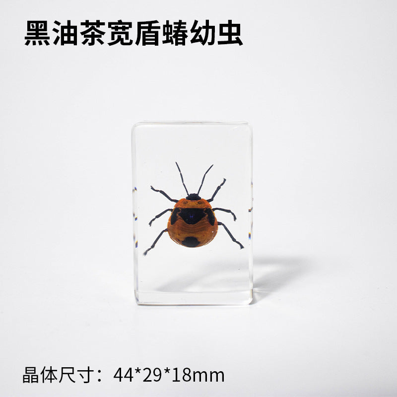 Wholesale Crystal Glue Real Insect Specimen Ornaments