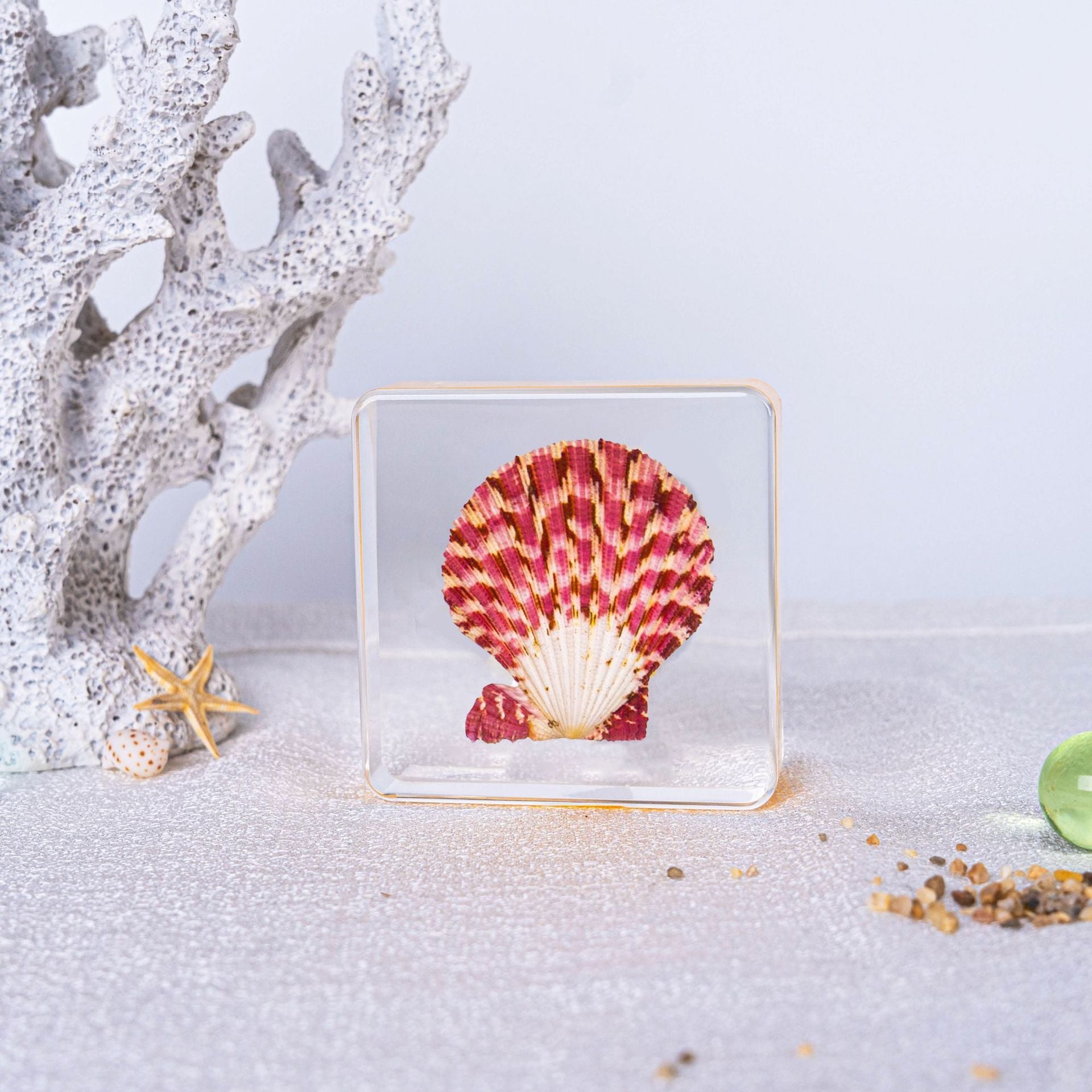 Wholesale Ocean Transparent Drop Glue Real Octopus Shell Specimen Ornaments