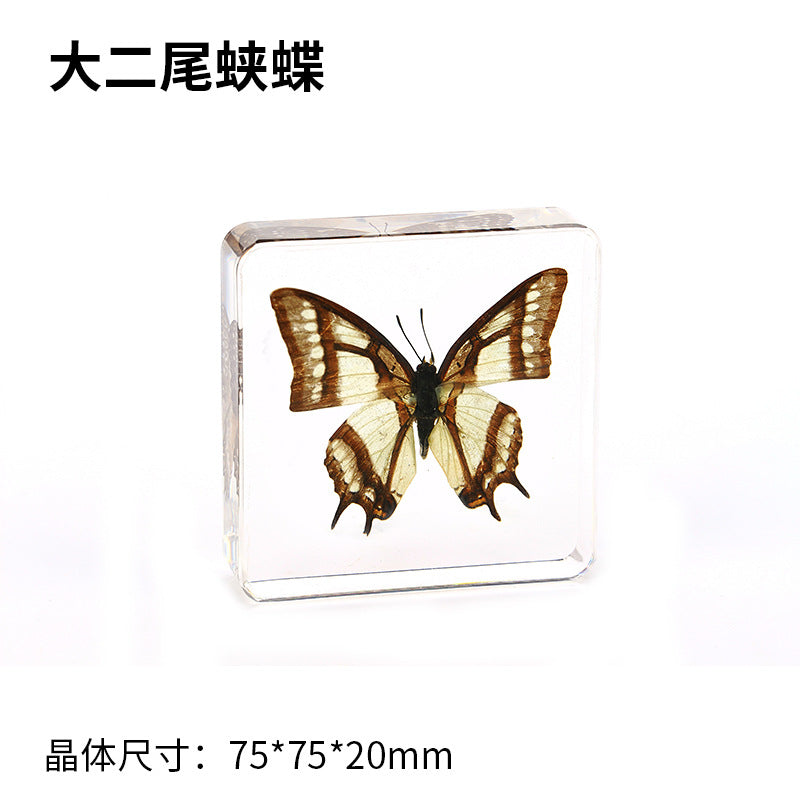Wholesale Epoxy Butterfly Spreading Wings Resin Specimen