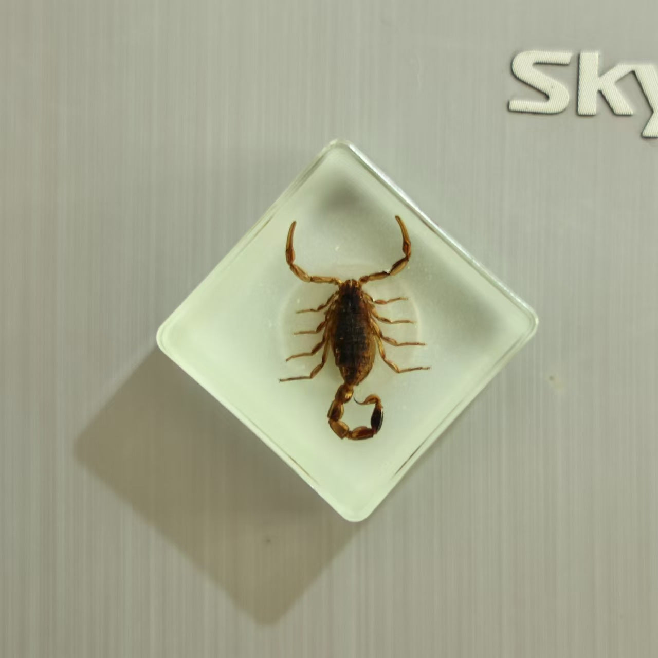 Wholesale Insect Fridge Magnet Cute 3D Magnetic Fridge Magnet