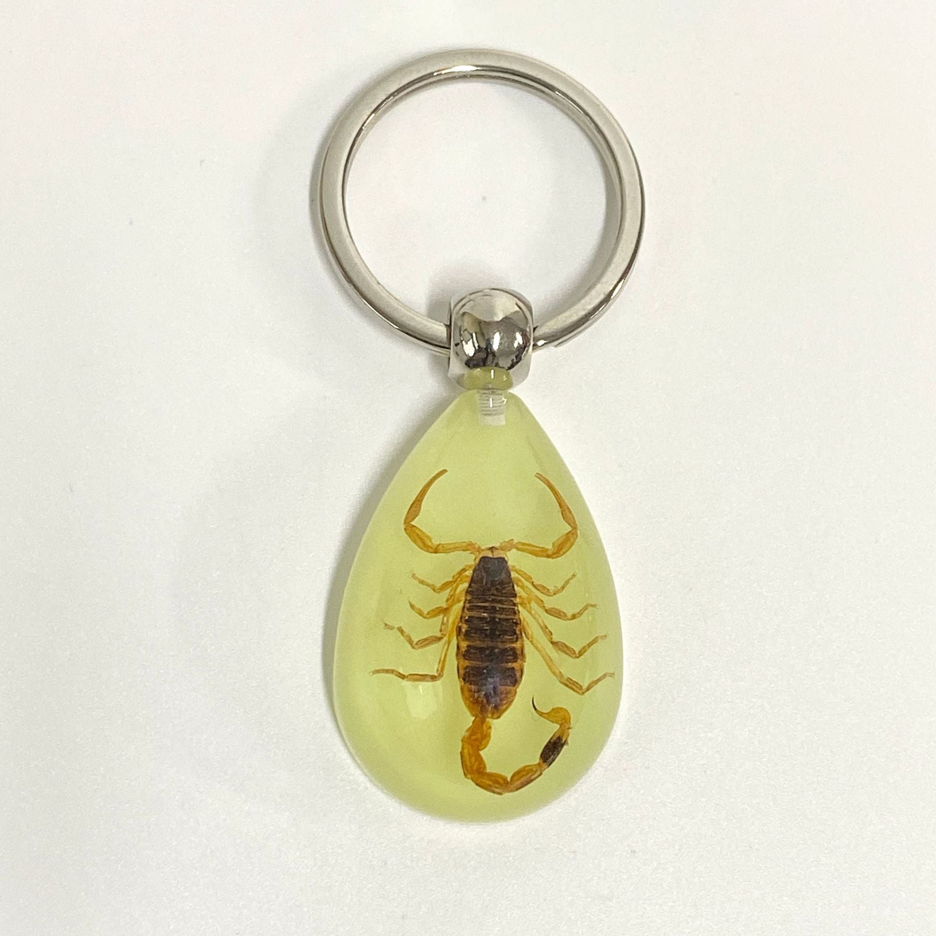 Wholesale 6pcs Real Insect Glue Resin Specimen Keychain