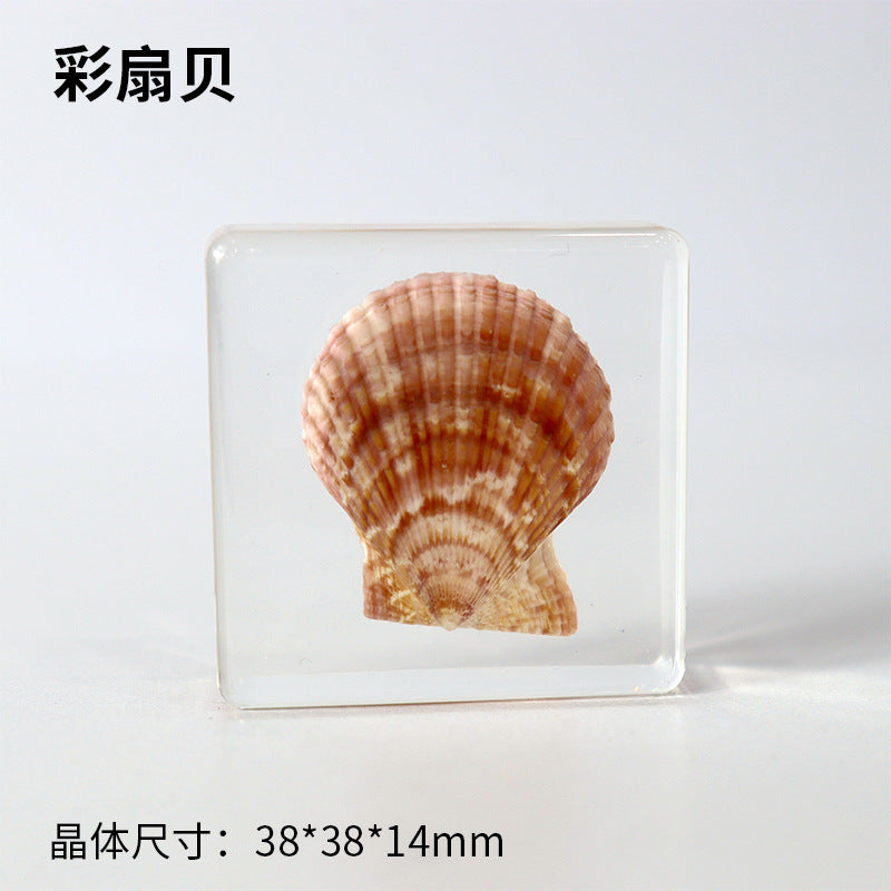 Wholesale Ocean Starfish Crab Shell Specimen Resin Ornaments