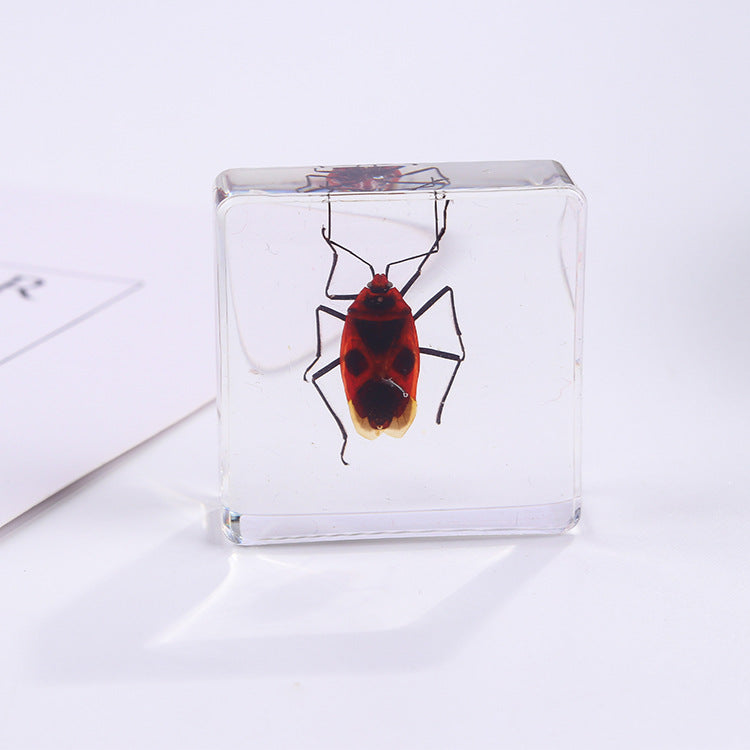 Wholesale 6pcs Square Resin Insect Animal Specimen Amber Craft Ornaments