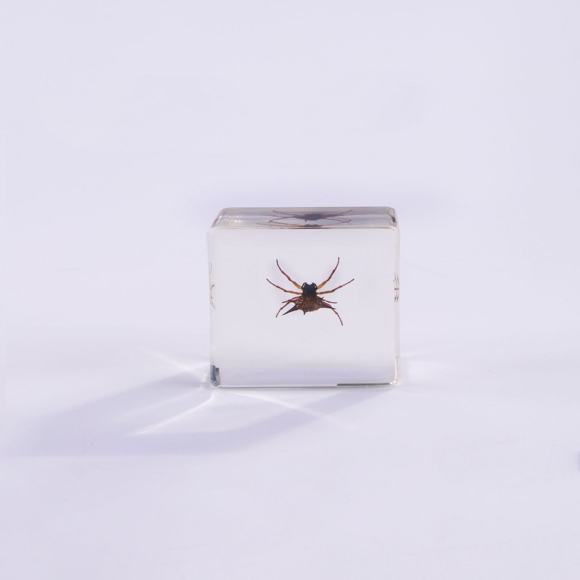 Wholesale 6pcs Square Resin Insect Animal Specimen Amber Craft Ornaments