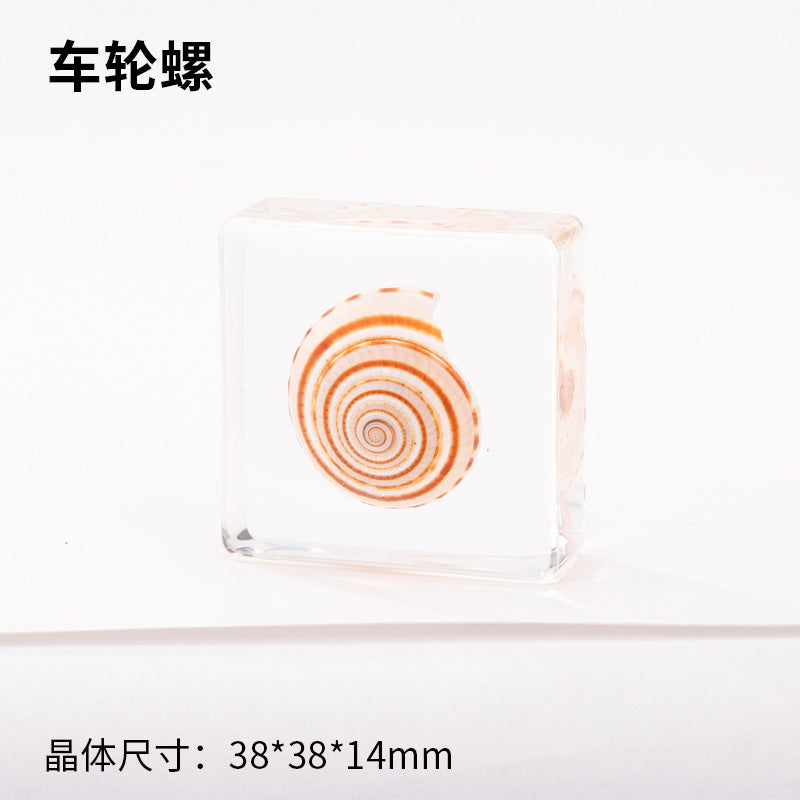 Wholesale Ocean Starfish Crab Shell Specimen Resin Ornaments