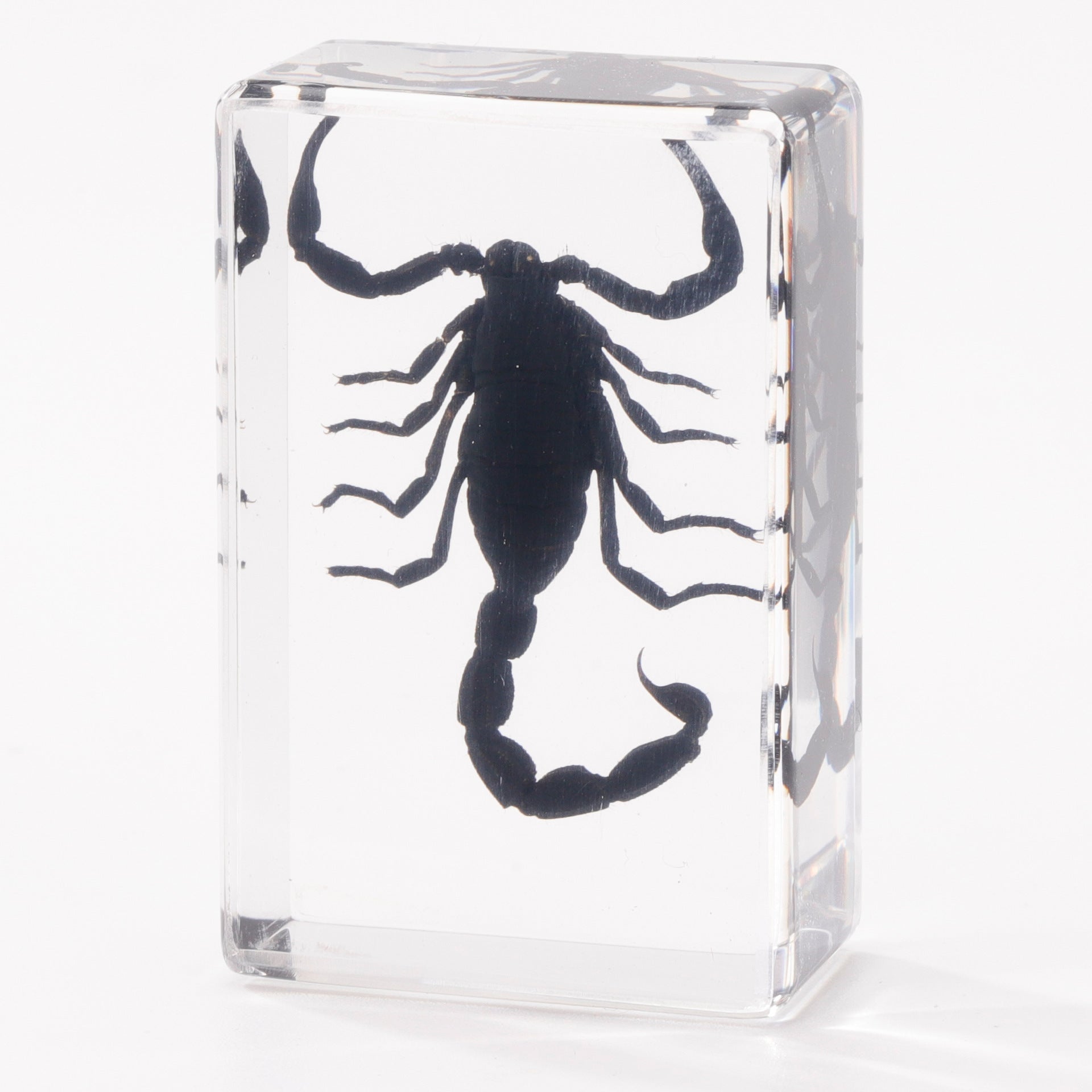 Wholesale Crystal Glue Real Insect Specimen Ornaments