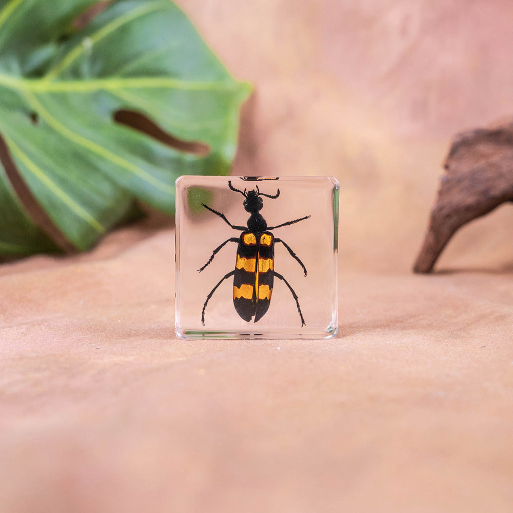Wholesale Real Insect Specimen Resin Crafts Small Ornaments