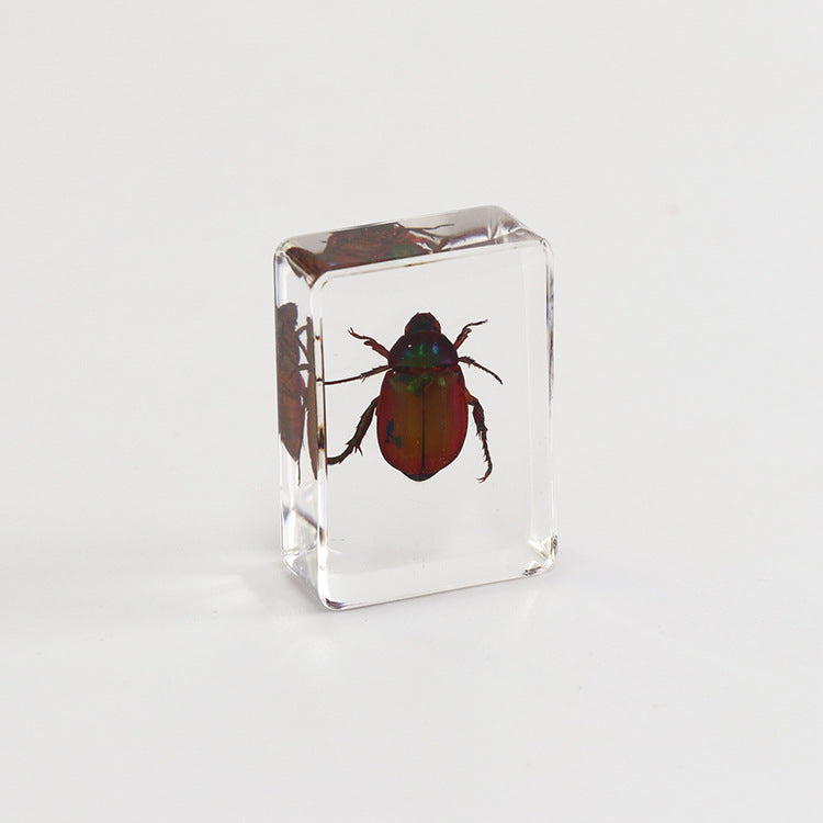 Wholesale 6pcs Small Insect Specimens Real Insect Resin Drip Glue Ornaments