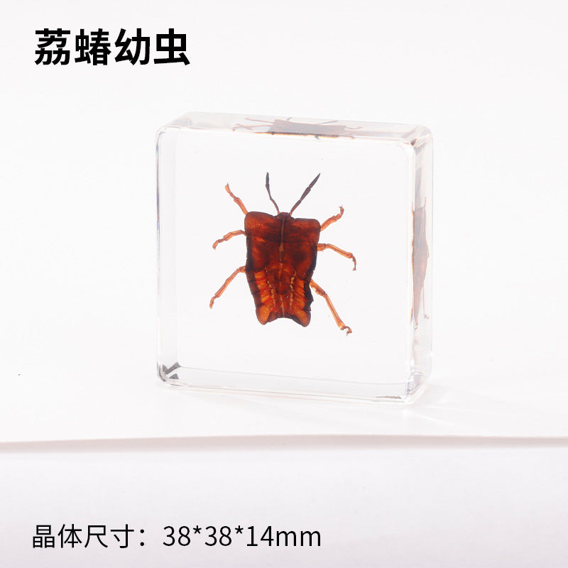 Wholesale Real Insect Specimen Resin Crafts Small Ornaments