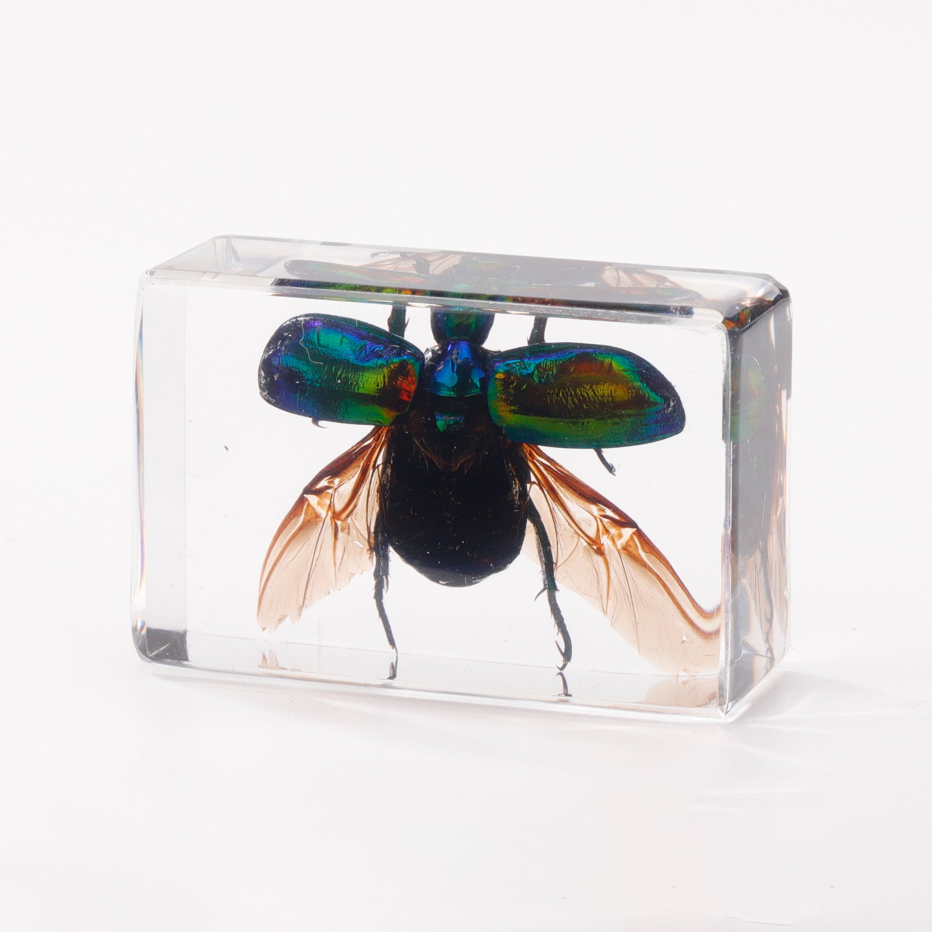Wholesale Crystal Glue Real Insect Specimen Ornaments