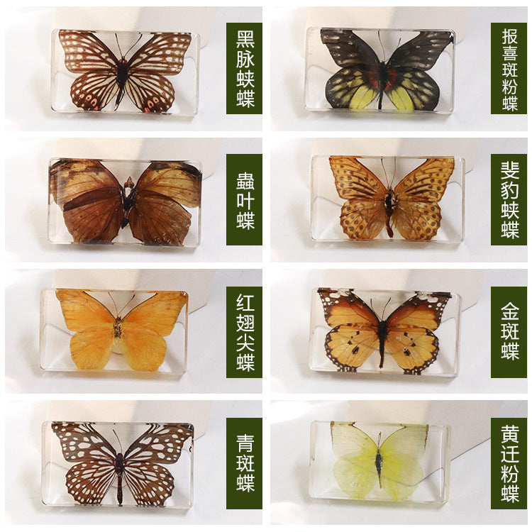 Wholesale 6pcs Real Butterfly with Wings Spread 3D Crafts Ornaments