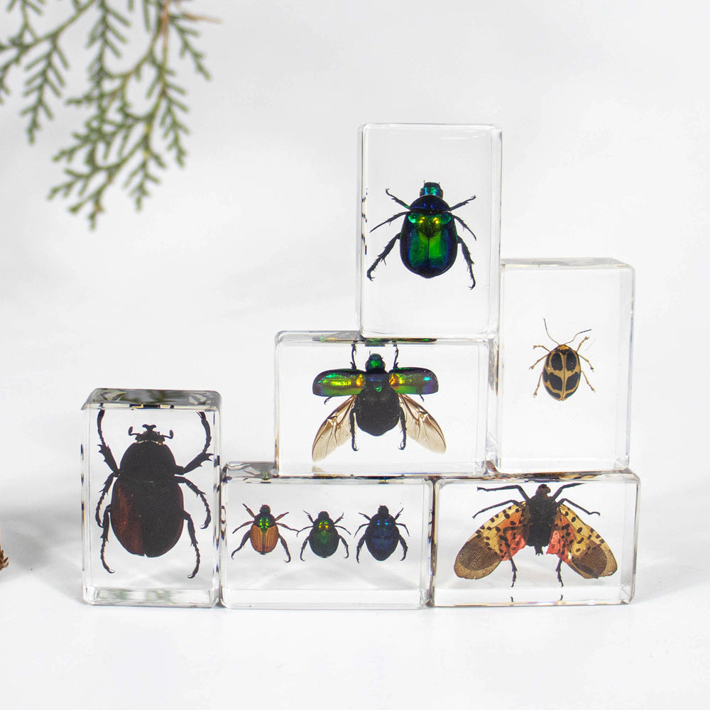 Wholesale Crystal Glue Real Insect Specimen Ornaments