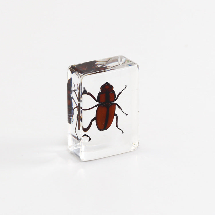 Wholesale 6pcs Small Insect Specimens Real Insect Resin Drip Glue Ornaments