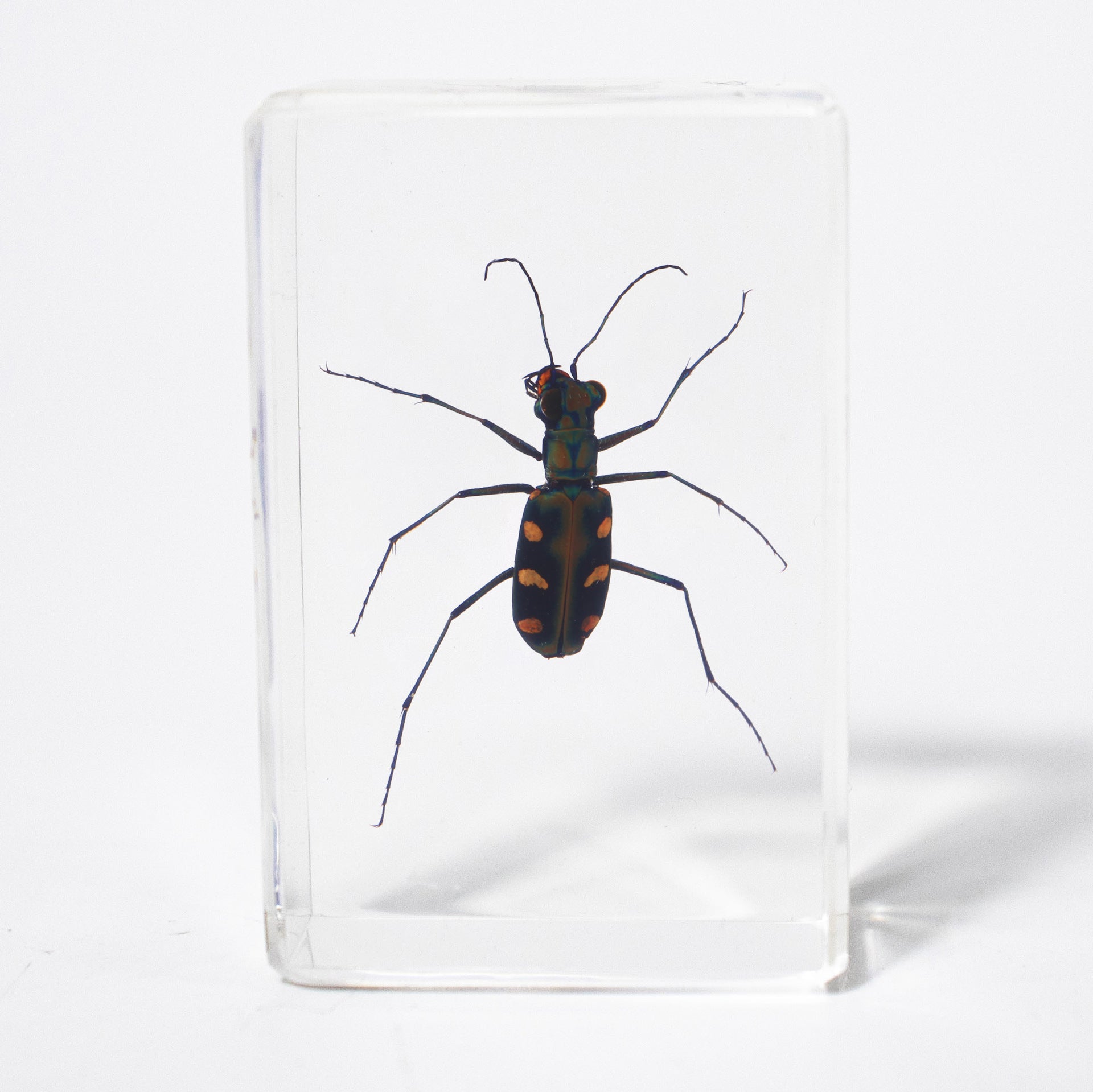 Wholesale Crystal Glue Real Insect Specimen Ornaments
