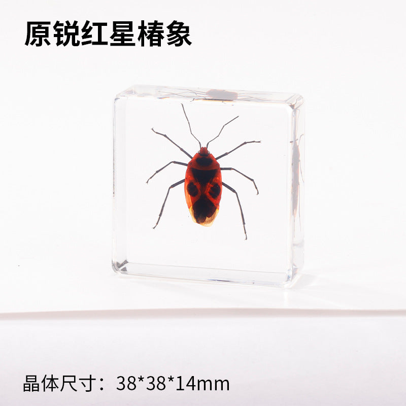 Wholesale Real Insect Specimen Resin Crafts Small Ornaments
