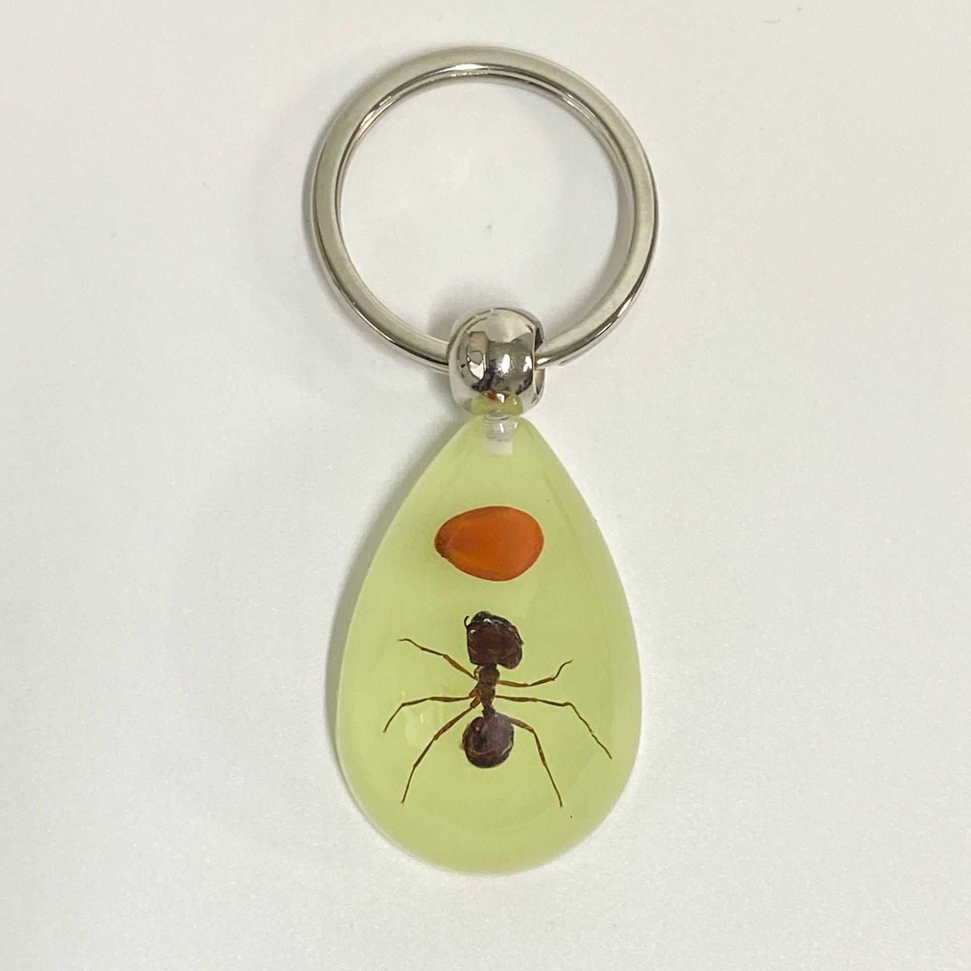 Wholesale 6pcs Real Insect Glue Resin Specimen Keychain