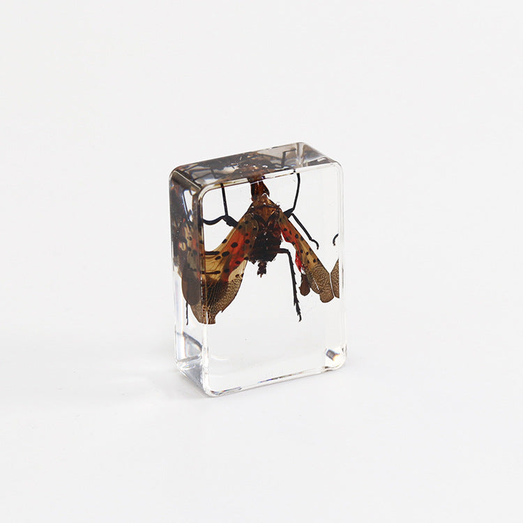 Wholesale 6pcs Small Insect Specimens Real Insect Resin Drip Glue Ornaments