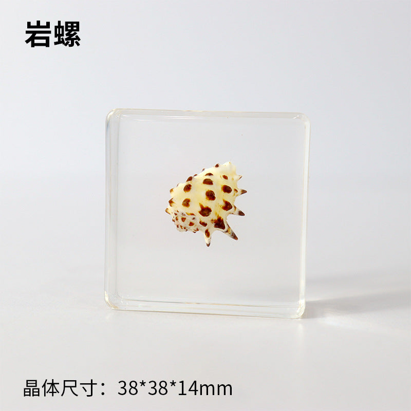 Wholesale Ocean Starfish Crab Shell Specimen Resin Ornaments