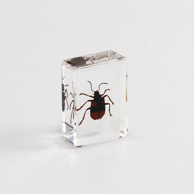Wholesale 6pcs Small Insect Specimens Real Insect Resin Drip Glue Ornaments