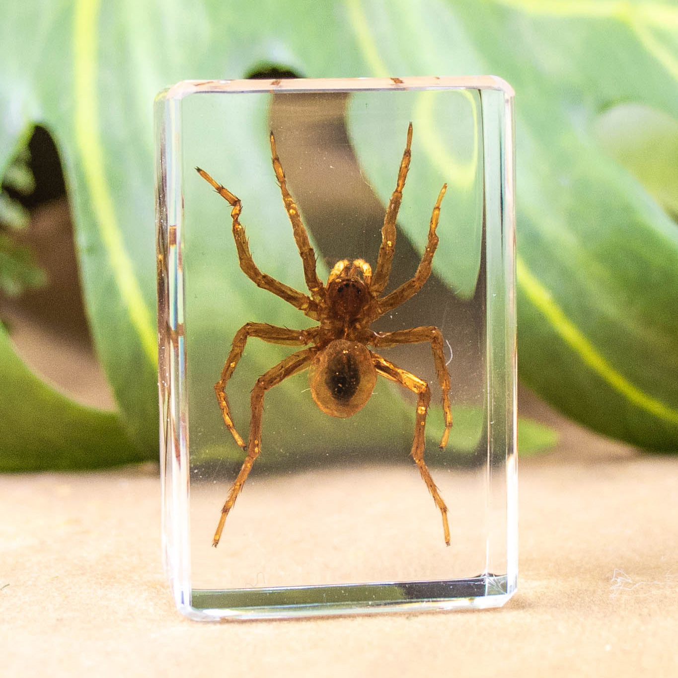 Wholesale Crystal Glue Real Insect Specimen Ornaments