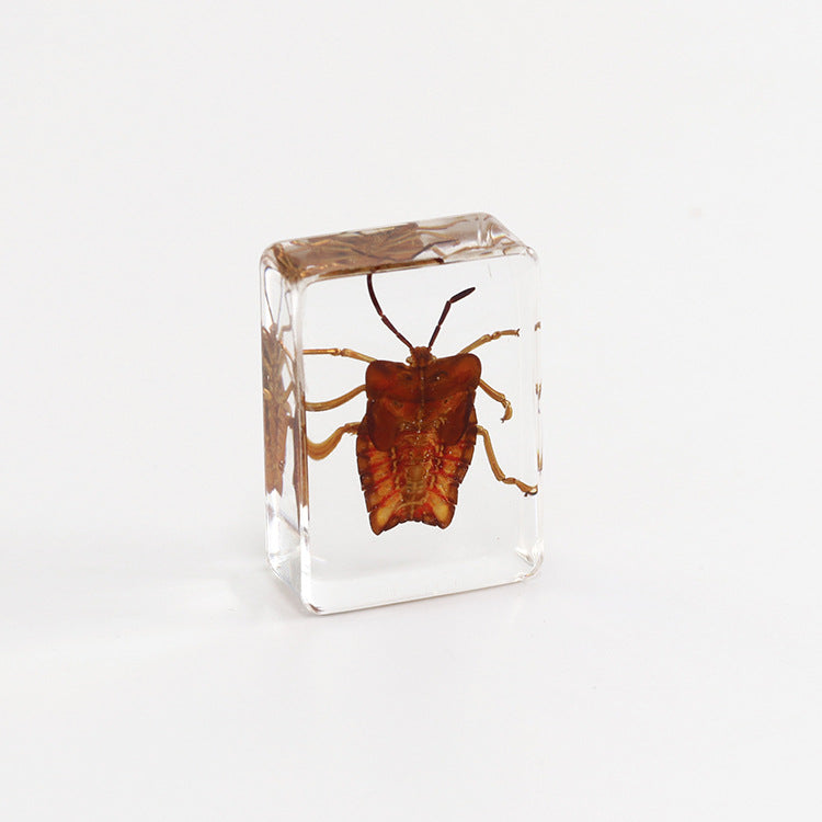Wholesale 6pcs Small Insect Specimens Real Insect Resin Drip Glue Ornaments