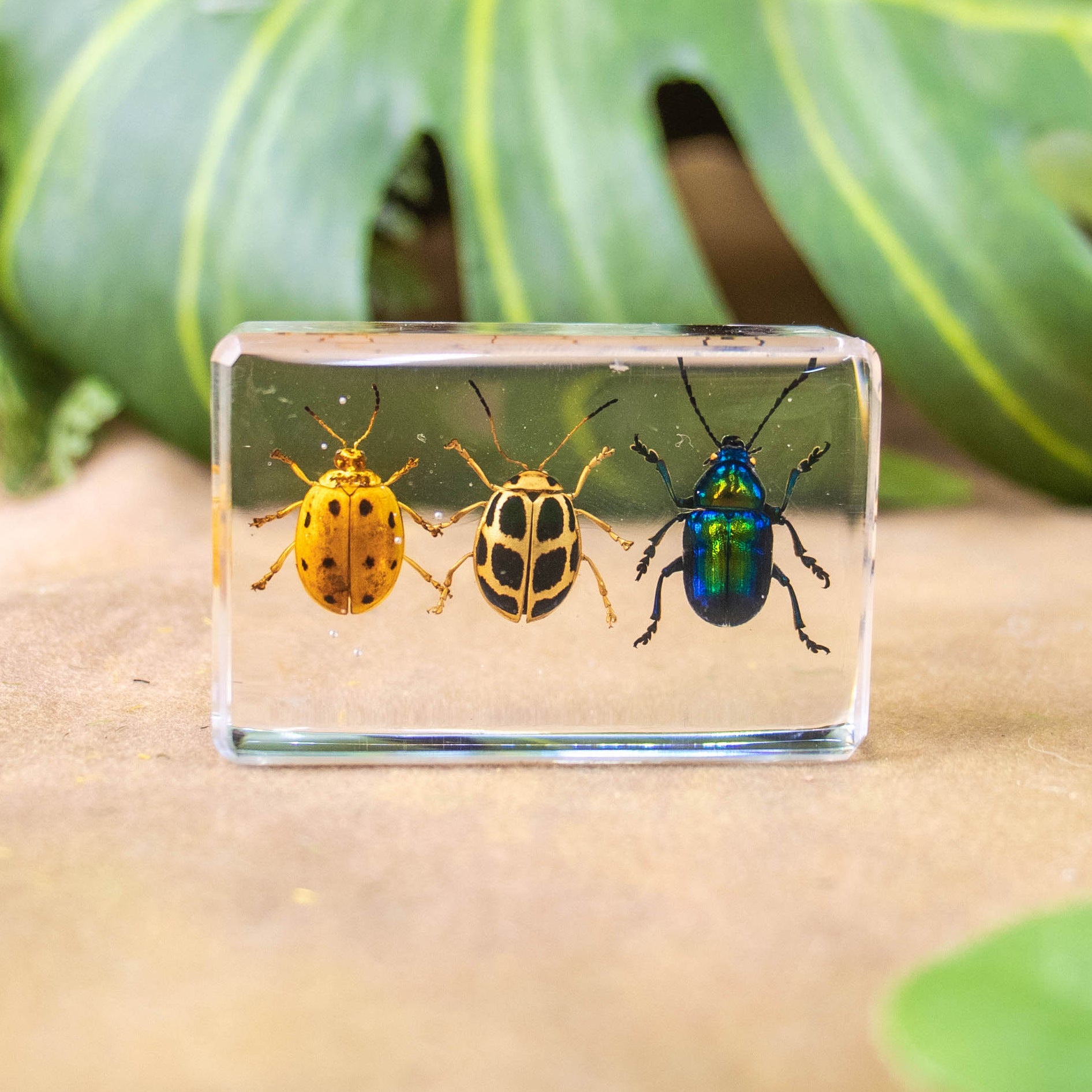 Wholesale Crystal Glue Real Insect Specimen Ornaments