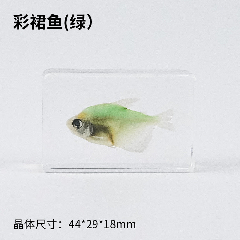Wholesale Real Marine Fish Resin Specimen Ornaments