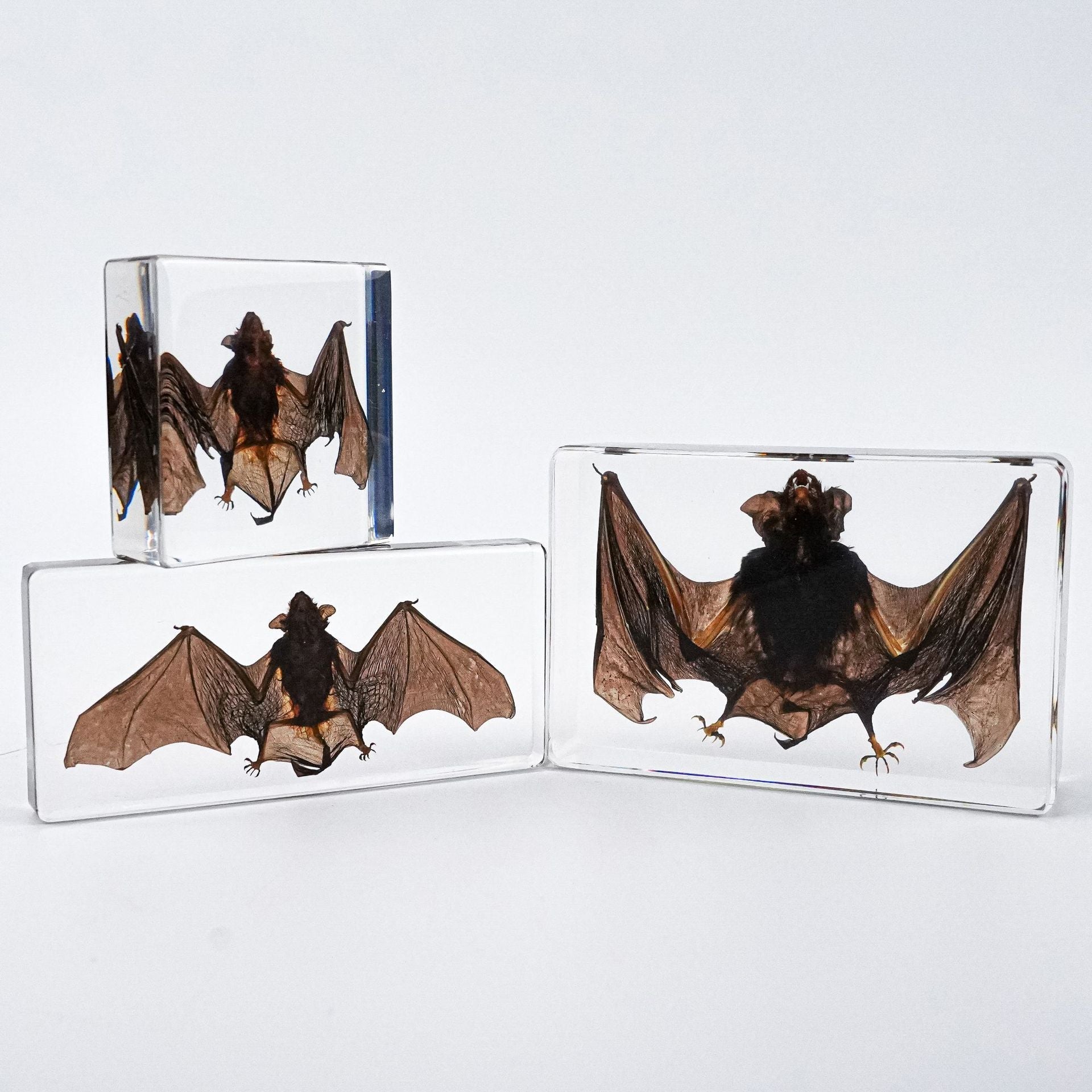 Wholesale Bat Specimen Resin Crafts Ornaments