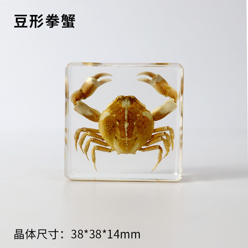 Wholesale Ocean Starfish Crab Shell Specimen Resin Ornaments