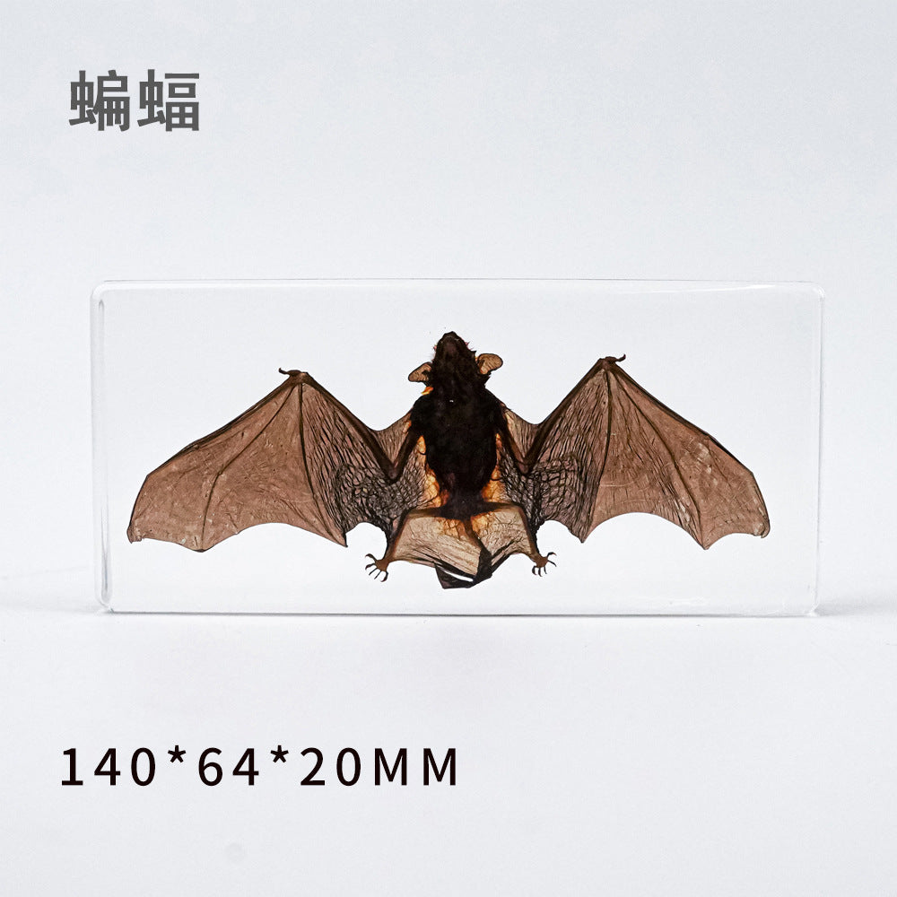 Wholesale Bat Specimen Resin Crafts Ornaments