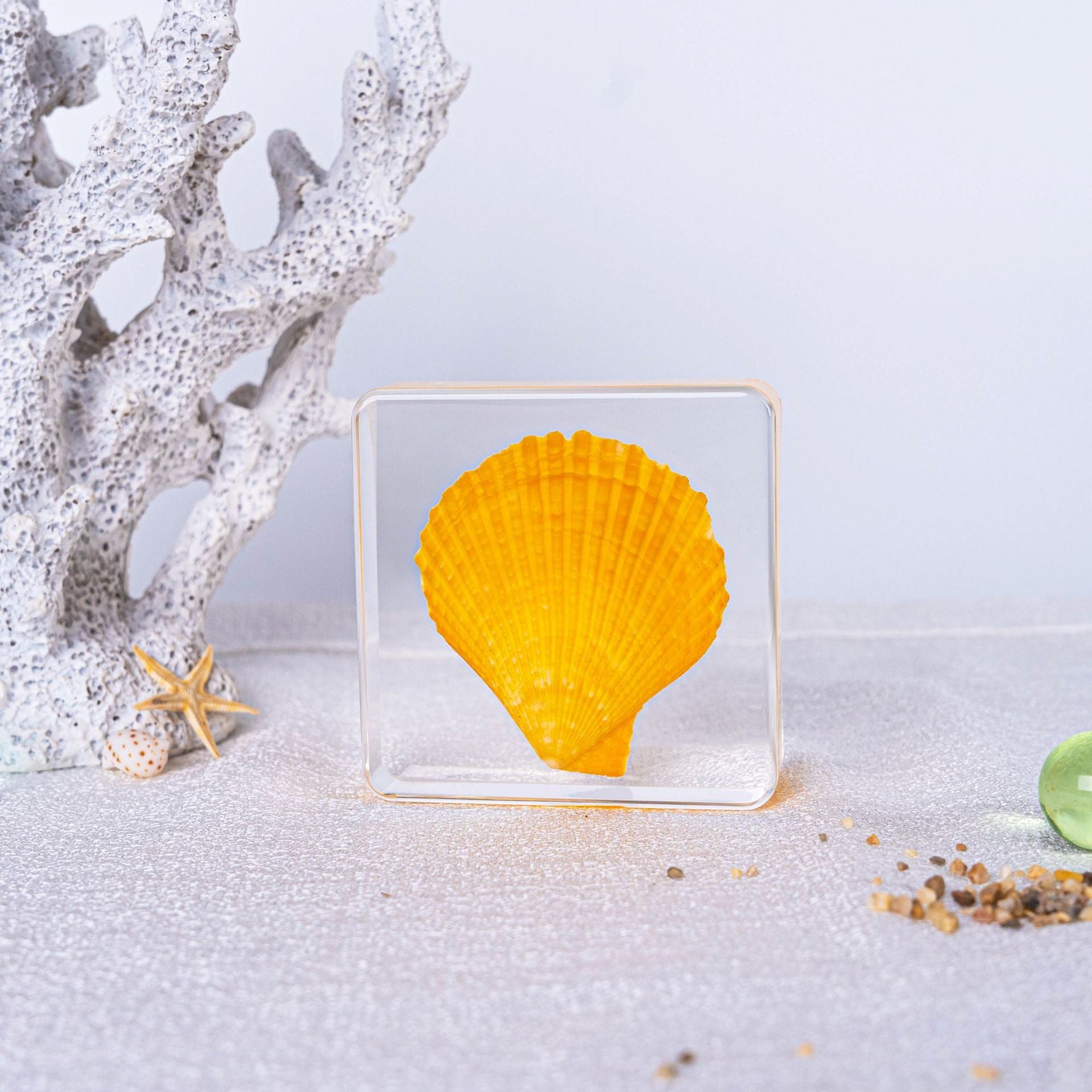 Wholesale Ocean Transparent Drop Glue Real Octopus Shell Specimen Ornaments