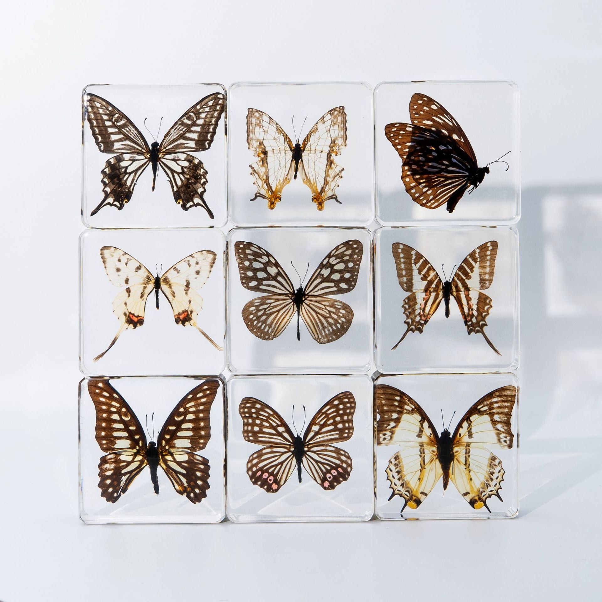 Wholesale Epoxy Butterfly Spreading Wings Resin Specimen