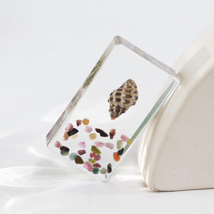 Wholesale 6pcs Real Conch Specimen Crafts Resin Ornaments