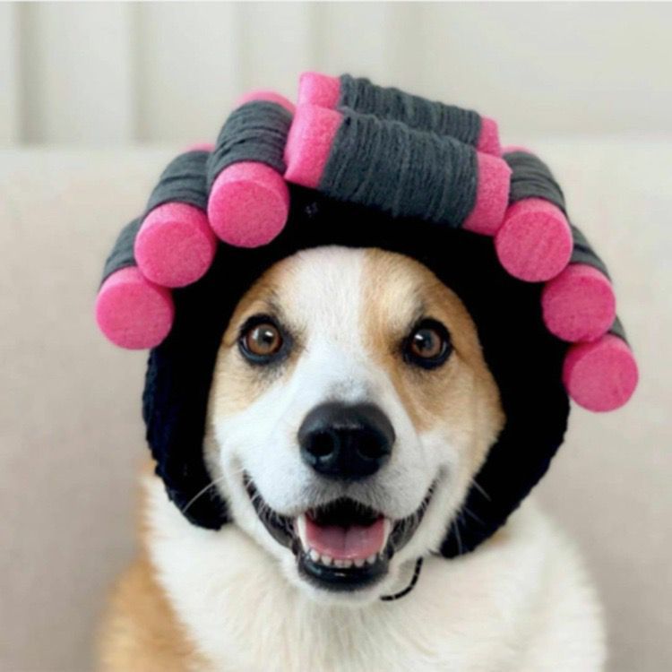 Wholesale 3pcs cute and funny pet headgear