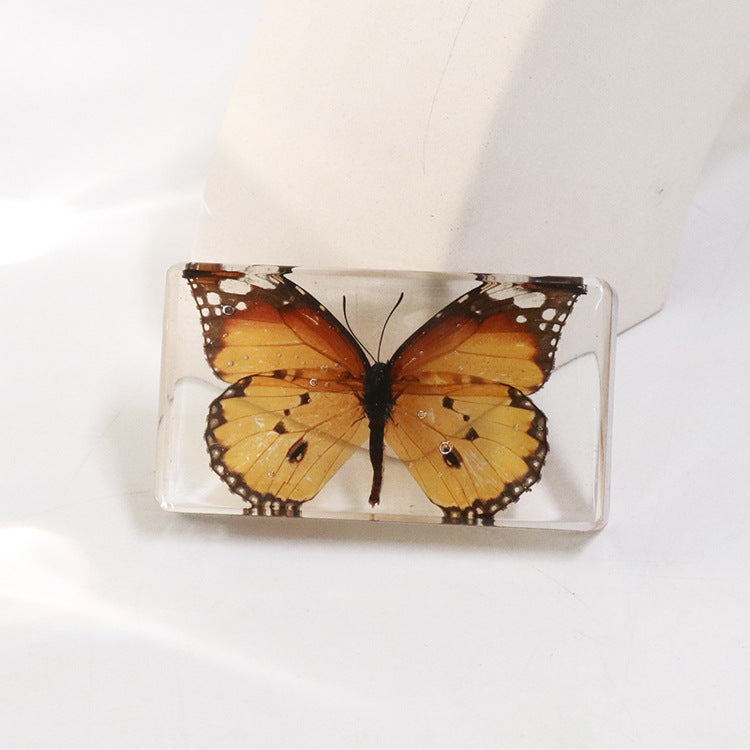 Wholesale 6pcs Real Butterfly with Wings Spread 3D Crafts Ornaments