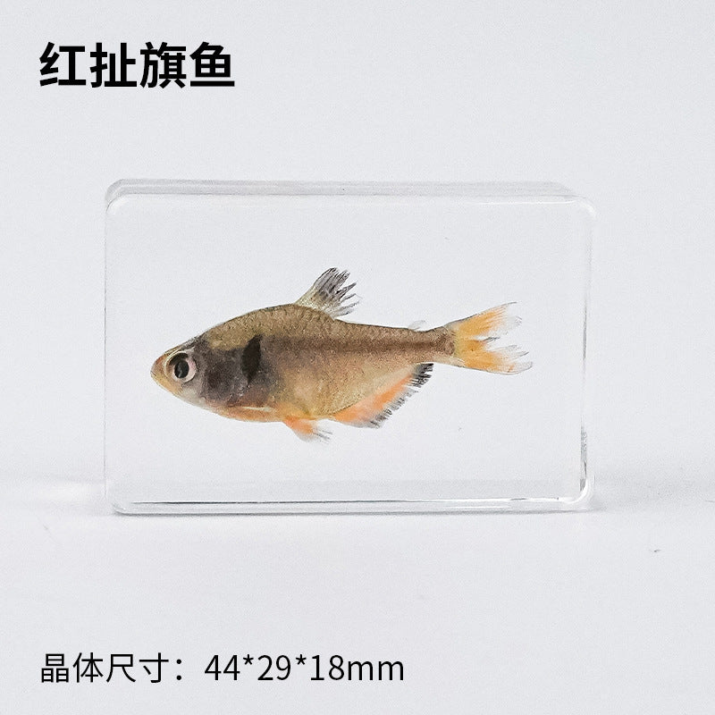 Wholesale Real Marine Fish Resin Specimen Ornaments