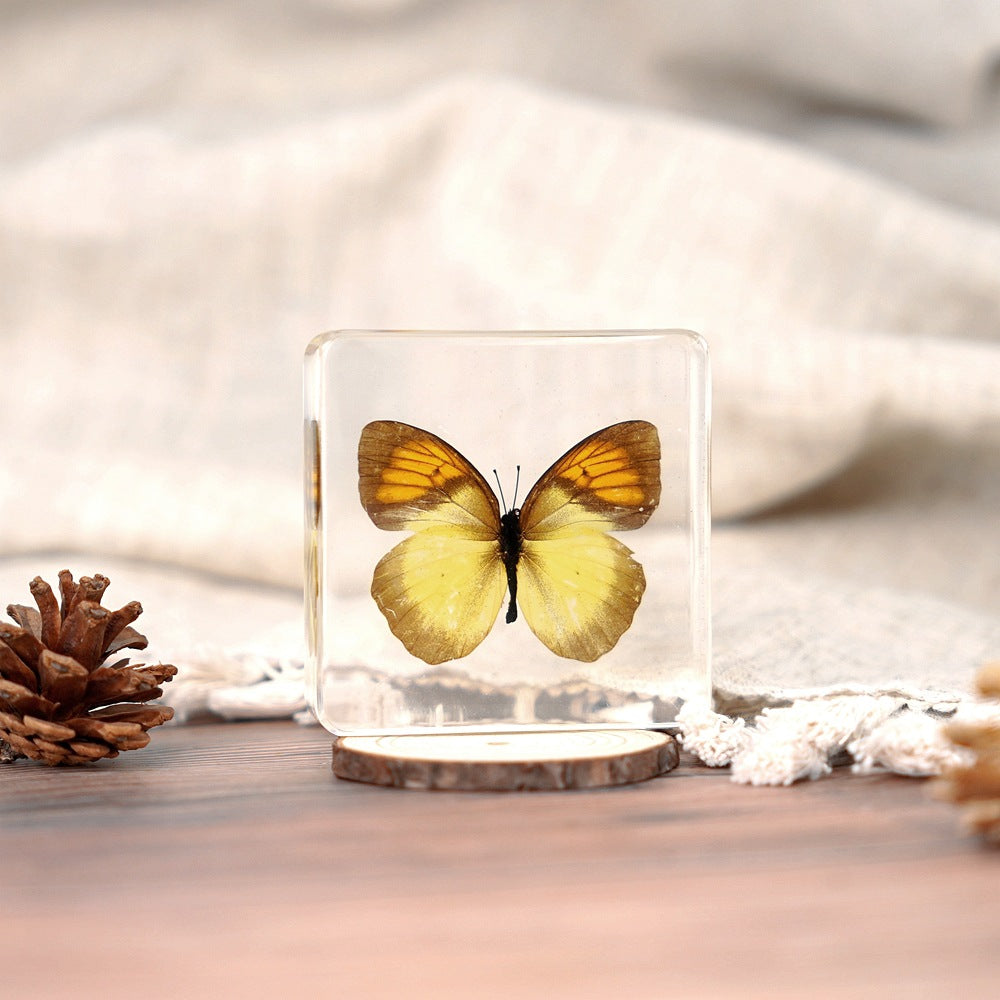 Wholesale Epoxy Butterfly Spreading Wings Resin Specimen