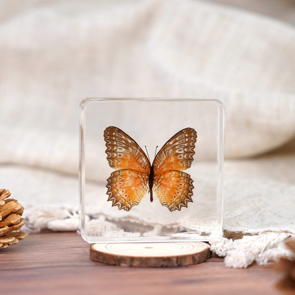 Wholesale Epoxy Butterfly Spreading Wings Resin Specimen