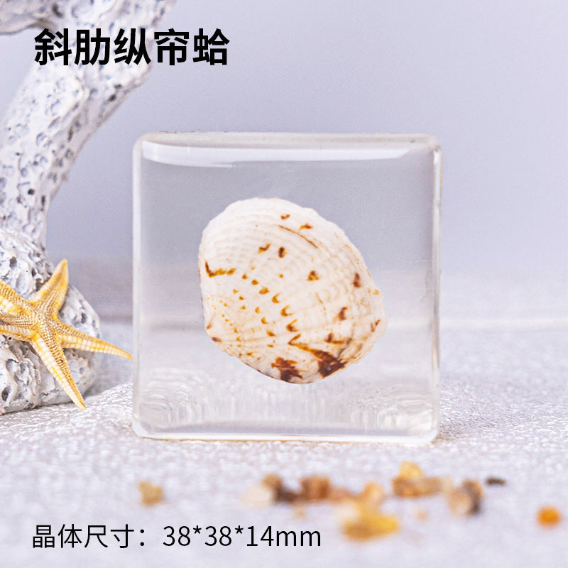 Wholesale Ocean Starfish Crab Shell Specimen Resin Ornaments
